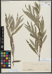 Foto von Salix alba subsp. vitellina (L.) Arcang.